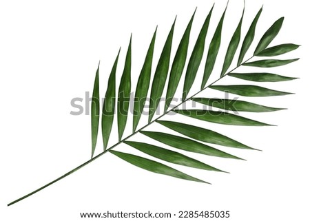 tropical green palm leaf isolated on transparent for summer background