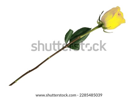 beautiful close-up yellow rose isolated on transparent background