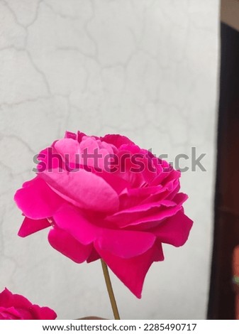 Red rose picture.Beautiful rose .White back ground.