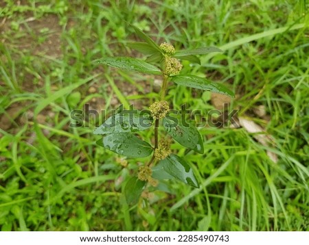 Euphorbia hirta is an upright herb with soft stems that usually grows along roadsides. Royalty-Free Stock Photo #2285490743