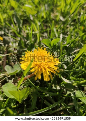 The real pic of yellow flower 