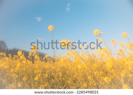 Field of rape blossoms in full bloom. Spring materials. Emotional pictures.