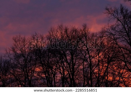Black purple sunset sky with silhouette dark black trees.