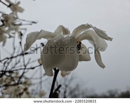 Wet After-Rain Isolated Magnolia Blossom