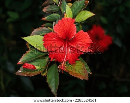 Bright red hibiscus on natural dark background