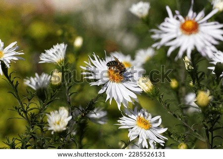 Little bee collects pollen on a white chamomile