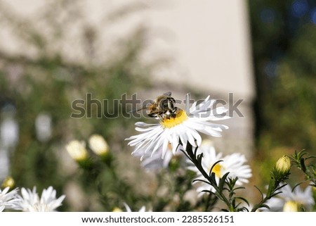 Little bee collects pollen on a white chamomile