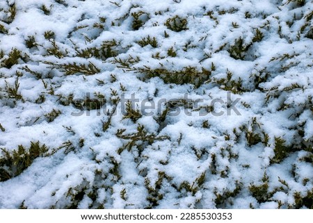 Abstract texture background of Juniperus horizontalis Moench plants covered in deep snow in winter, with copy space