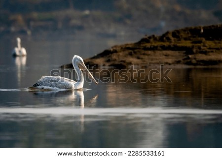 0dalmatian pelican or pelecanus crispus fine art portrait with reflection in water during winter migration at keoladeo national park or bharatpur bird sanctuary rajasthan india asia Royalty-Free Stock Photo #2285533161