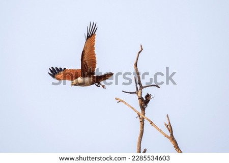 two eagles flying happily from tree