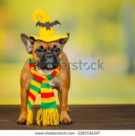 French bulldog sitting on the porch against the backdrop of nature with a witch's hat on his head. Halloween celebration concept
