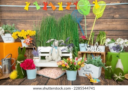 Greetings and postcards. Spring photo shoot. Decorations green grass, tulips, bunny. Photo studio for clients is brightly decorated in spring. Festive decor.Wooden wall. Bright festive background.