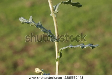 Senecio vulgaris, Common Groundsel, Compositae. Wild plant shot in spring. Royalty-Free Stock Photo #2285552443
