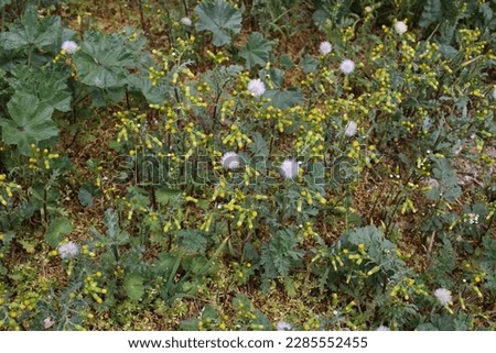 Senecio vulgaris, Common Groundsel, Compositae. Wild plant shot in spring. Royalty-Free Stock Photo #2285552455