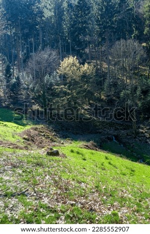 A green meadow and the forest in the background