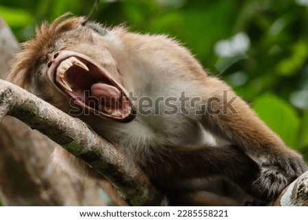 Close up view of an angry macaque monkey showing its scary teeth in a threatening manner on blur green nature background. Soft focus Royalty-Free Stock Photo #2285558221