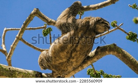 Low angle general shot of a sloth walking in the branches of a tree