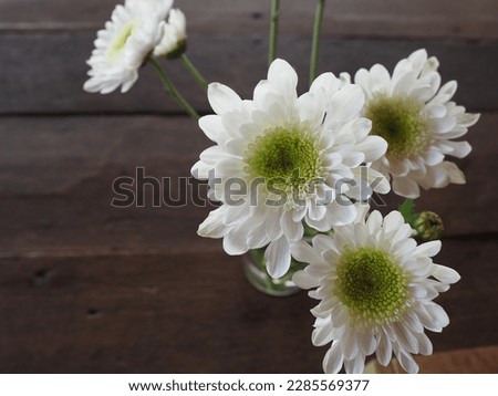 White chrysanthemum flower arranged in a clear glass vase placed on a wooden table. It is a beautiful flower shape, scientific name: Chrysanthemum morifolium Ramat. It is a symbol of honesty.
