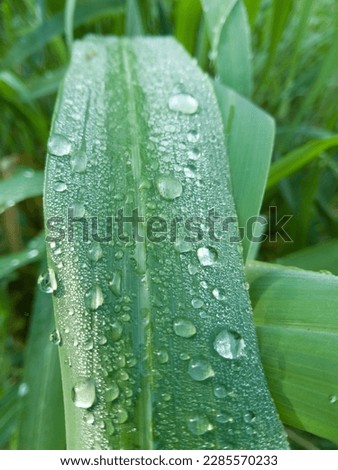 close up view of water on plants, nice combination for background