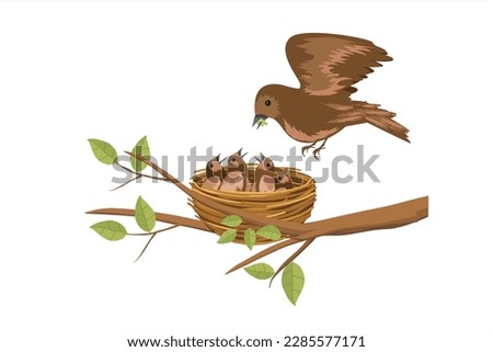 Birds Feeding Worm to Chicks in the Nest. Bird feed baby