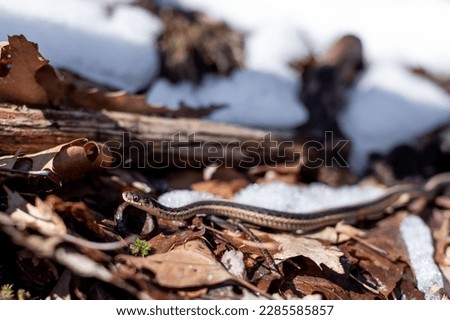 New York garter snake and snow Royalty-Free Stock Photo #2285585857