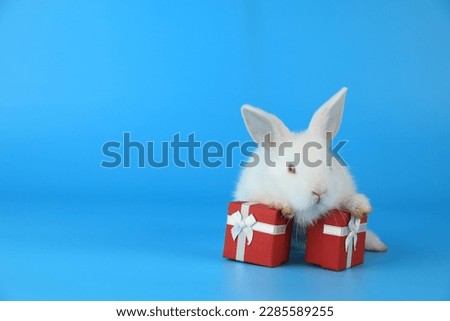Lovely baby bunny easter fluffy white rabbit on blue screen background with red gift box for special occasions. Happy new year or valentines day, Happy birthday  concept. Symbol animal of easter day.