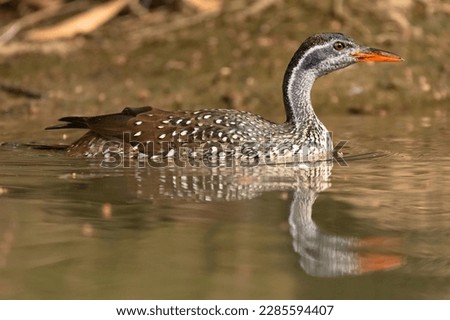 African finfoot - Podica senegalensis - swimming in calm brown water on Gambia River. Picture from Janjabureh Province in the Gambia.