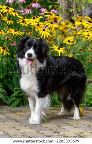 Dog breed Border Collie in the garden Royalty-Free Stock Photo #2285595699