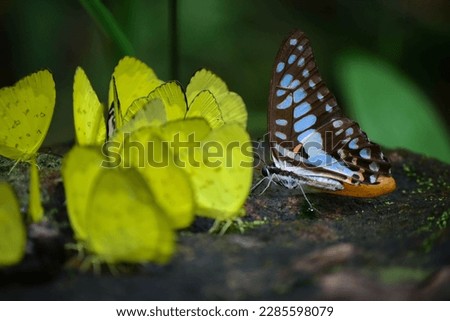 Close-ups of beautiful colorful butterflies with blurred backgrounds can be found anywhere in Thailand. insect beauty concept wild animals in the rainy season