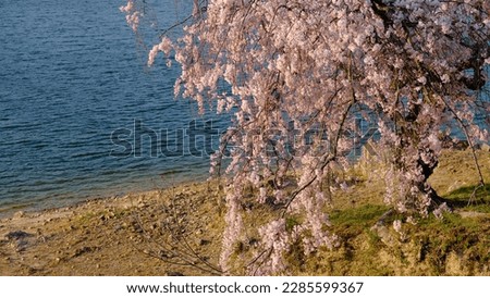 Beautiful sakura blussoms in Japan.