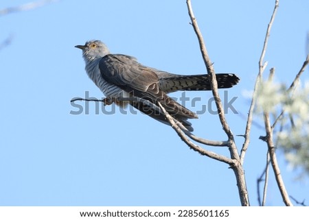 Real photo of wild Common Cuckoo  in nature
