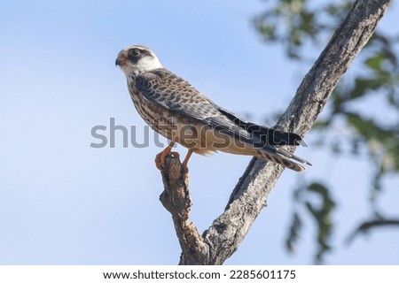 Real photo  of Red-footed Falcon  in wild hature
