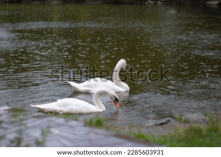 A white swan swims in a lake or pond when it rains, the water in the pond blooms. Lake after rain. Wild swan