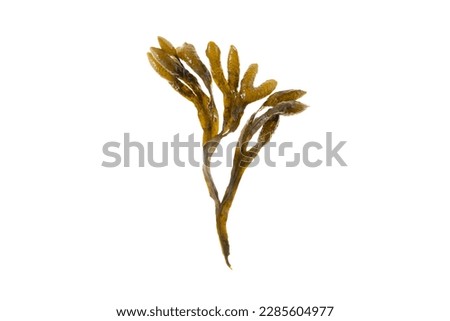 Bladder wrack, fucus vesiculosus, black tang, rockweed, sea grapes, bladder fucus, sea oak, cut weed, dyers fucus, red fucus 
or rock wrack brown seaweed isolated on white Royalty-Free Stock Photo #2285604977