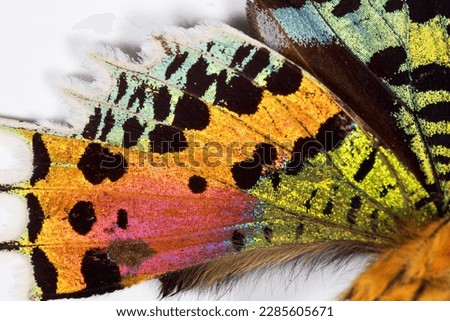 beautiful detail of colorful butterfly wings, the tiny scales of butterfly wings, colorful butterfly wings
 Royalty-Free Stock Photo #2285605671