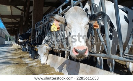 Herd of healthy dairy cows feeding in row of stables in feedlot barn on livestock farm. cow head closeup. Curious cow looking to the camera at cattle farm.