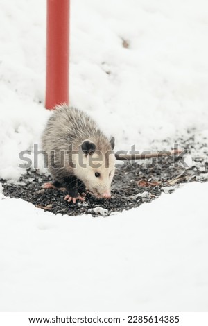 Opossum eating up bird seed