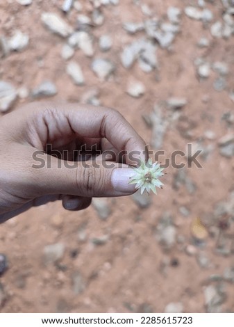 Spanish cherry tree, Mimusops elengi, Medlar, Bullet Wood, Bokul. Flowers are small, star-shaped, yellowish white in color. 