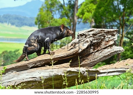 The Tasmanian devil is a rare predatory animal. Royalty-Free Stock Photo #2285630995