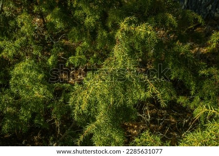 Spruce bush with green soft needles in the forest, spring.