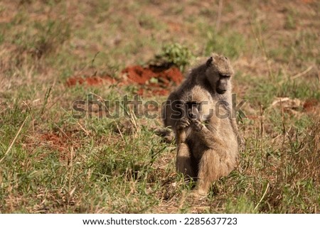 Monkeys on Safari. taken on a game drive. cheeky vervet monkeys in tsavo national park, kenya africa