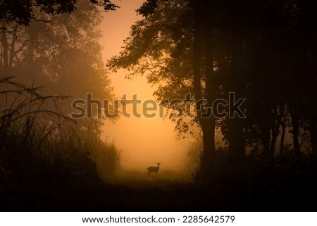 This image of Spotted Deer is taken at Dudhwa National Park in India Royalty-Free Stock Photo #2285642579