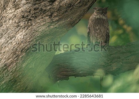 This image of Brown Fish Owl is taken at Dudhwa National Park in India