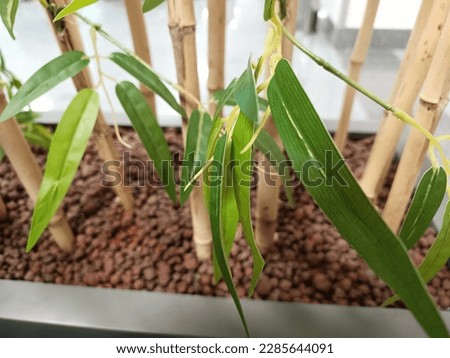 bamboo tree leaves trunk shape