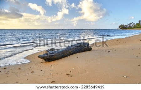 Drift Wood on the Beach Royalty-Free Stock Photo #2285649419