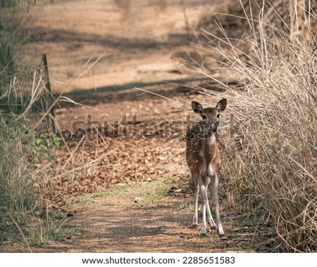 A Spotted Dear watching the camera Royalty-Free Stock Photo #2285651583