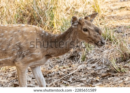A Spotted Dear having blister on its face Royalty-Free Stock Photo #2285651589