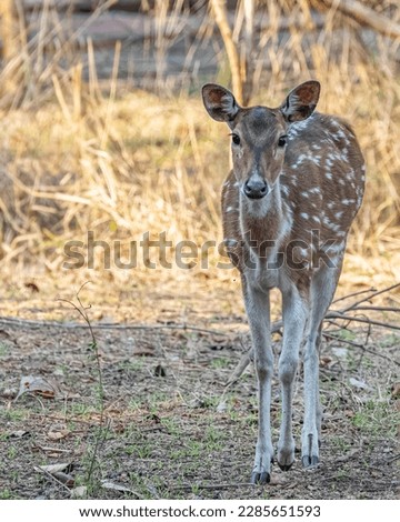 A Spotted Dear looking into the Camera Royalty-Free Stock Photo #2285651593