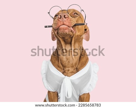 Cute puppy, glasses and pen. Business style. Closeup, indoors. Day light, studio photo. Isolated background. Concept of care, education, training and raising pet