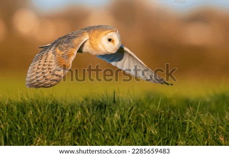 Barn owl in flight. Cute barn owl. Barn owl. Barn owl flying